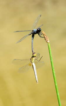 Erythrodiplax chromoptera Borror 1942 resmi