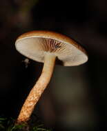 Pholiota communis (Cleland & Cheel) Grgur. 1997 resmi