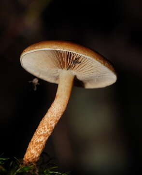 Image of Pholiota communis (Cleland & Cheel) Grgur. 1997