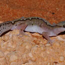 صورة Diplodactylus pulcher (Steindachner 1870)