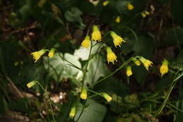 Senecio pudicus Greene的圖片