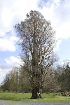 Image of Bald Cypress