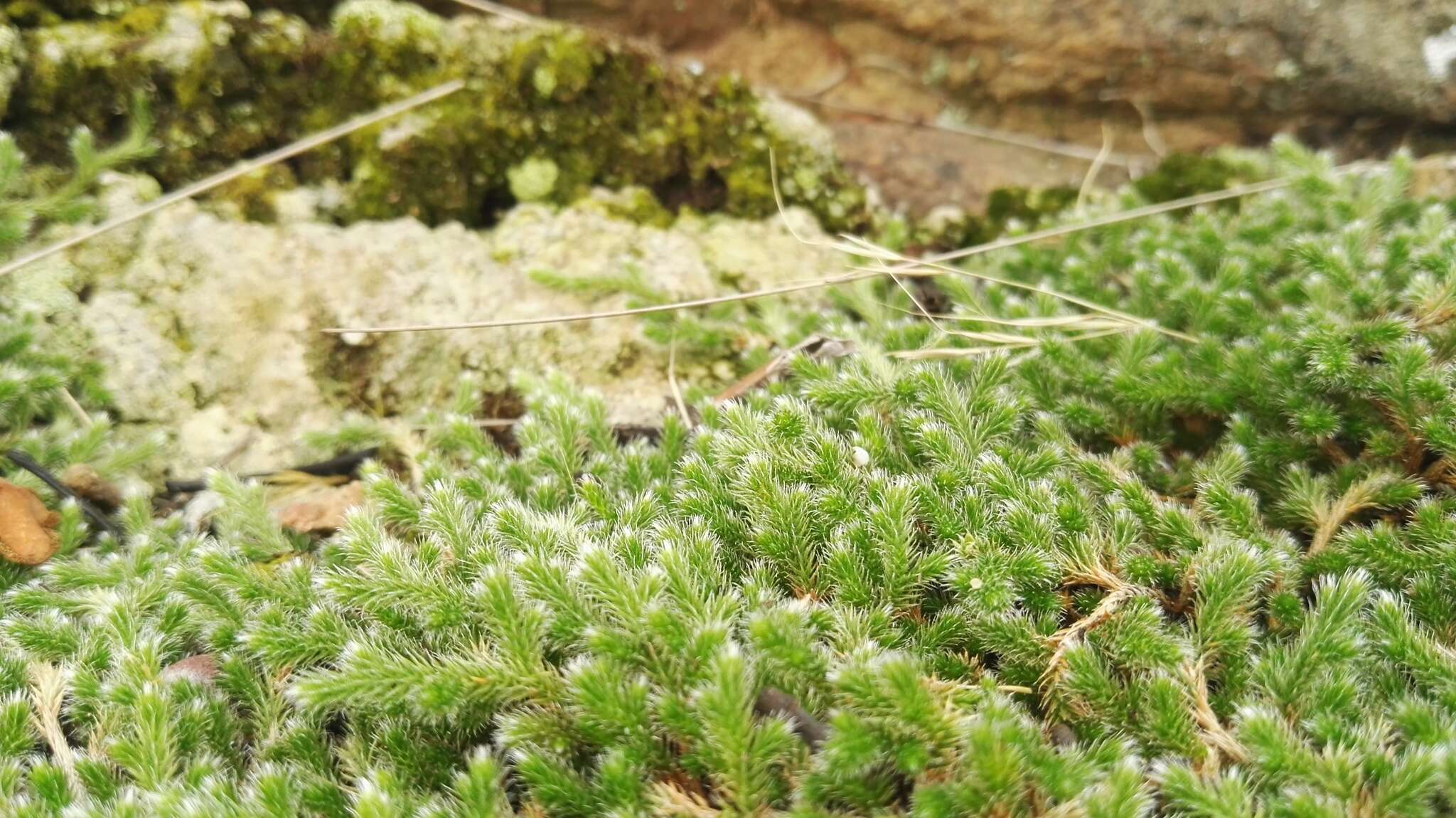 Image of Selaginella dregei (Presl) Hieron.