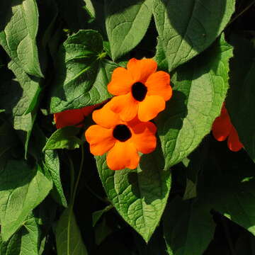 Image of blackeyed Susan vine