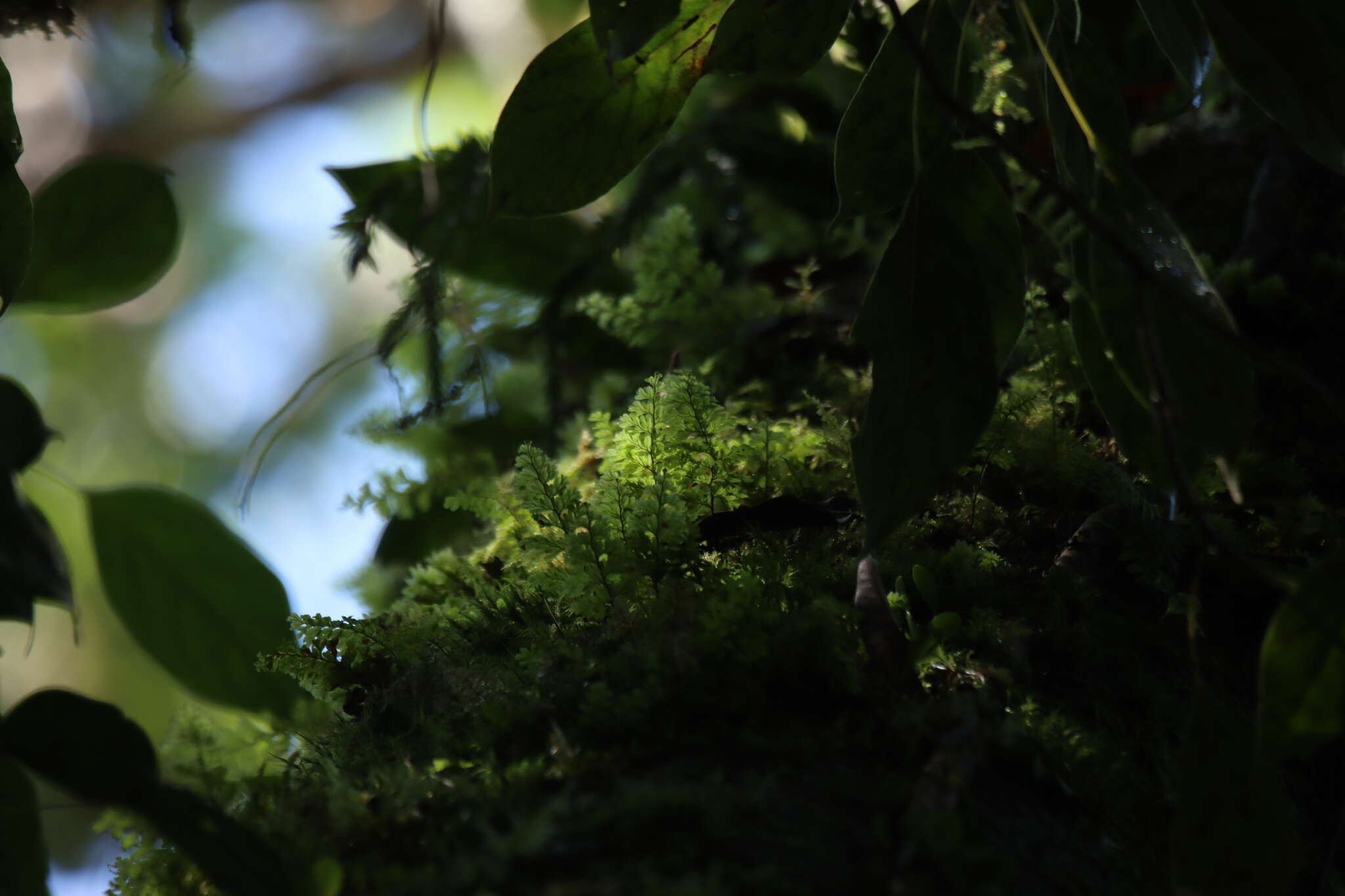 Image of Hymenophyllum barbatum (v. d. Bosch) Bak.