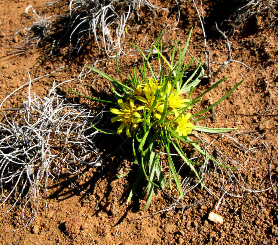 Plancia ëd Geigeria ornativa var. filifolia (Mattf.) S. Ortiz & Rodr. Oubiña