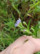 Plancia ëd Symphyotrichum firmum (Nees) G. L. Nesom