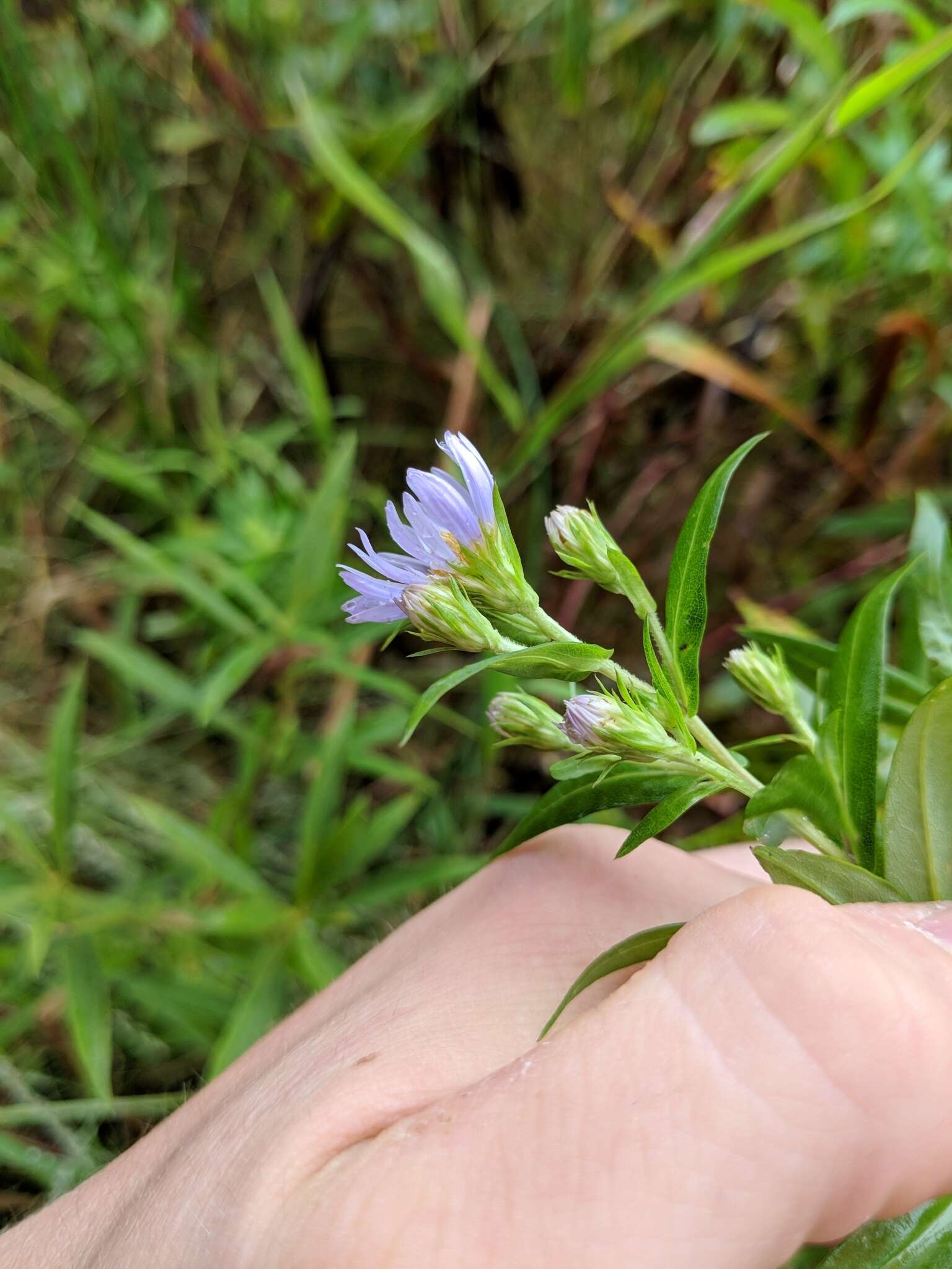 Plancia ëd Symphyotrichum firmum (Nees) G. L. Nesom