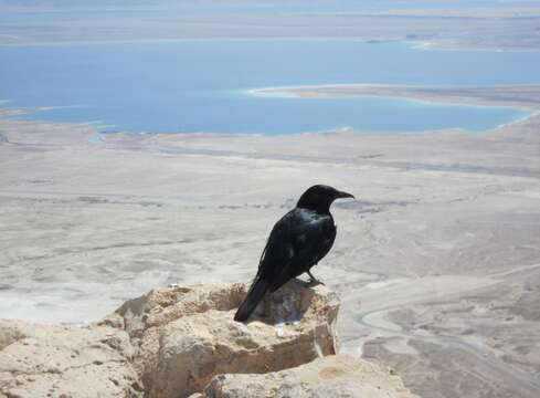 Image of Arabian Chestnut-winged Starling