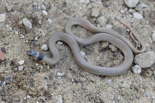 Image of Collared Dwarf Racer