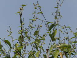 Image of Tragia involucrata L.