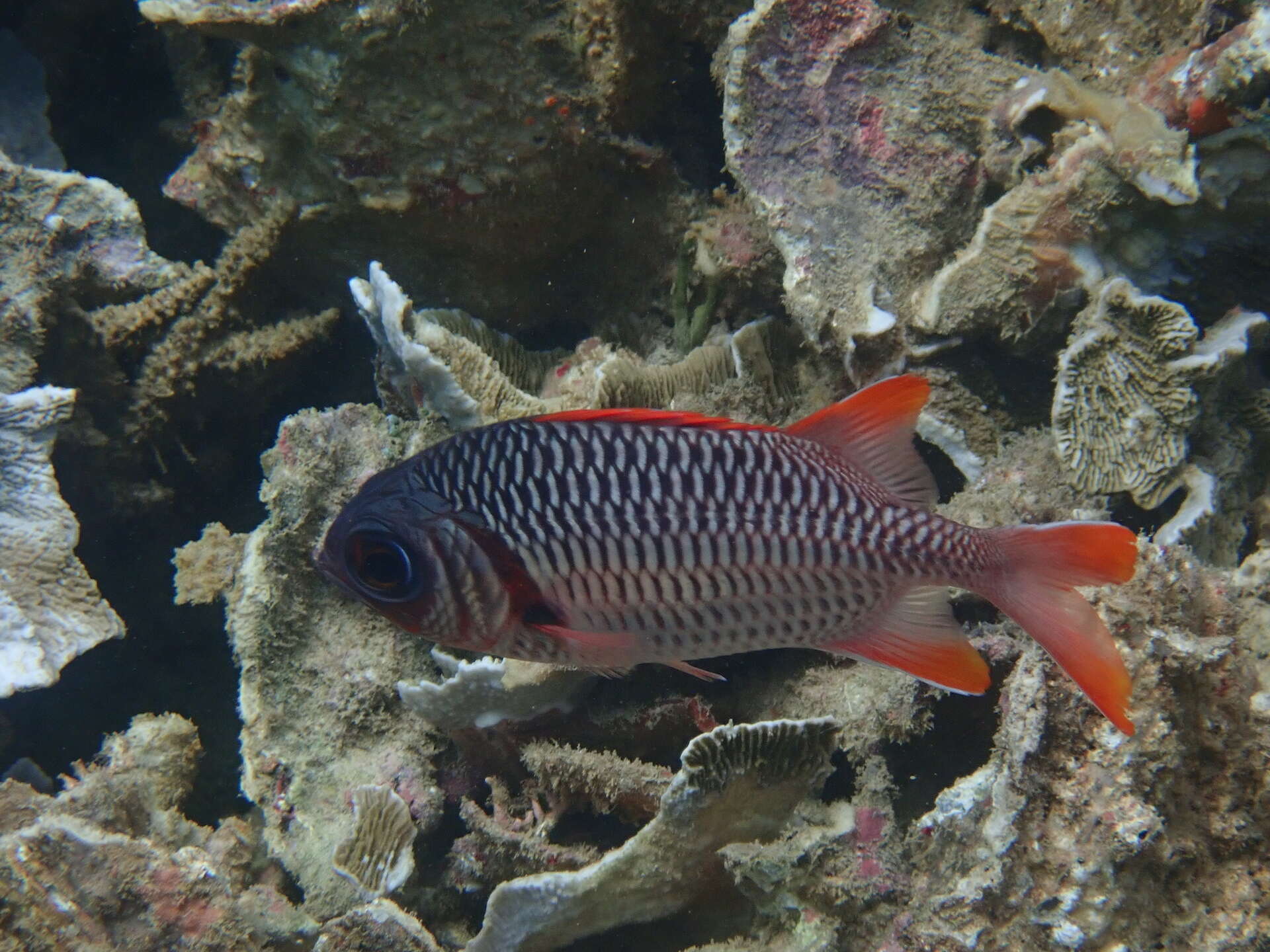 Image of Australian Squirrel-fish