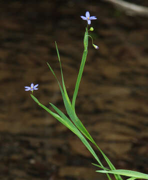 Image of narrowleaf blue-eyed grass