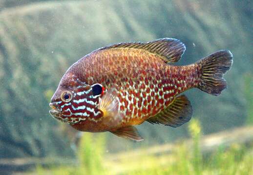 Image of Pumpkinseed