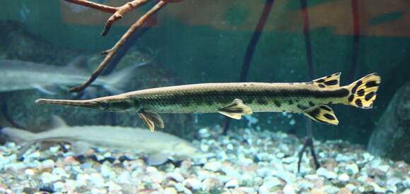 Image of Longnose Gar