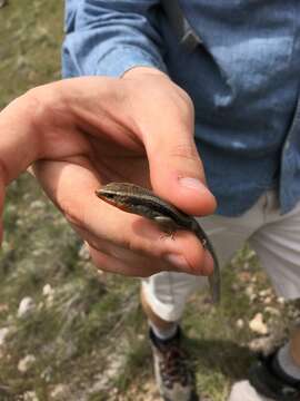 Sivun Plestiodon skiltonianus utahensis (Tanner 1957) kuva