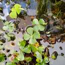 Plancia ëd Marsilea mollis B. L. Rob. & Fern.