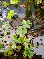 Plancia ëd Marsilea mollis B. L. Rob. & Fern.