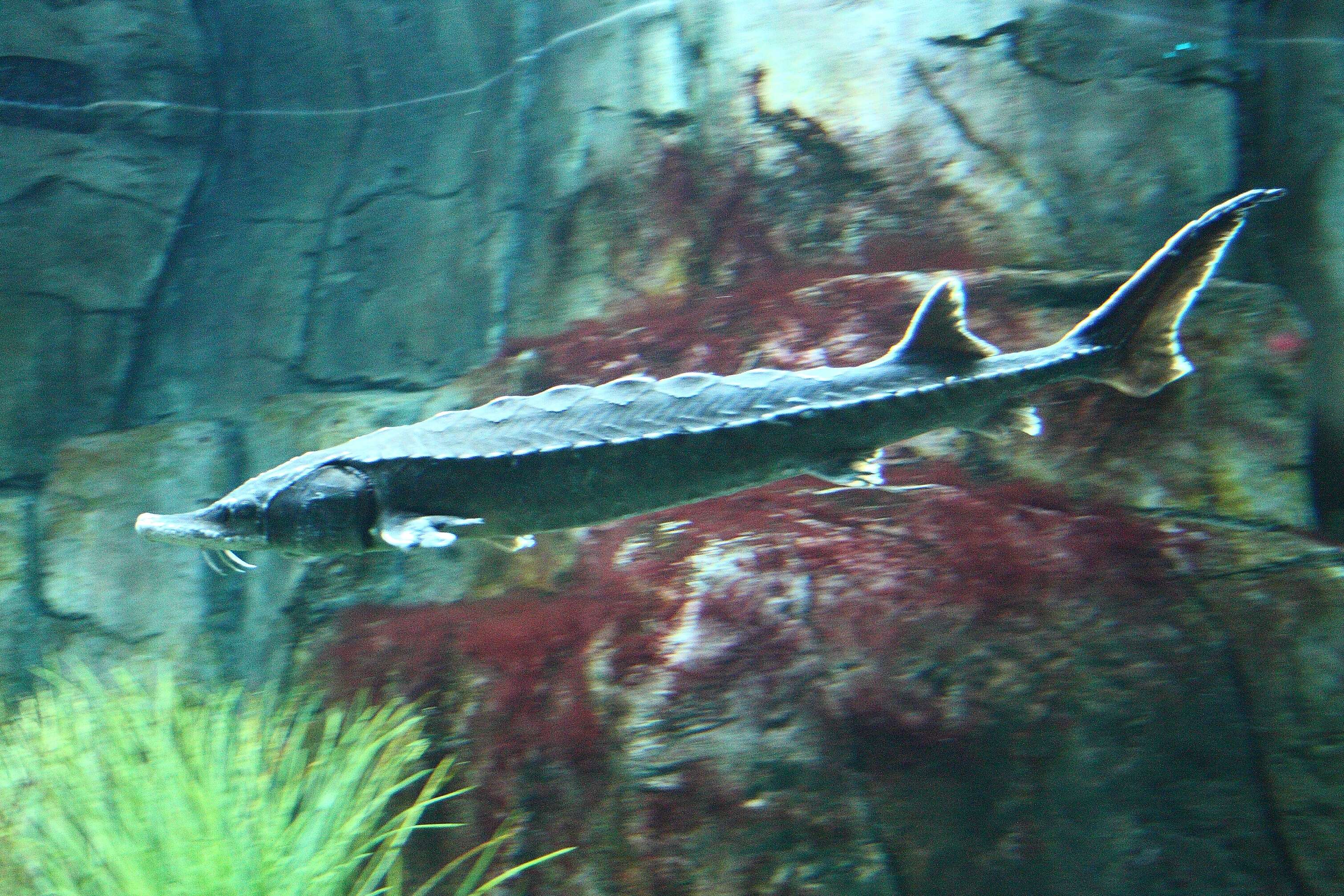 Image of Gulf Sturgeon