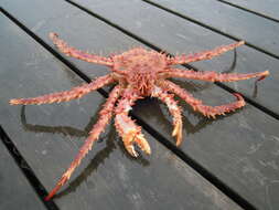 Image of Norway crab