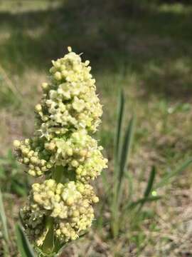 Image of <i>Valeriana <i>edulis</i></i> var. edulis