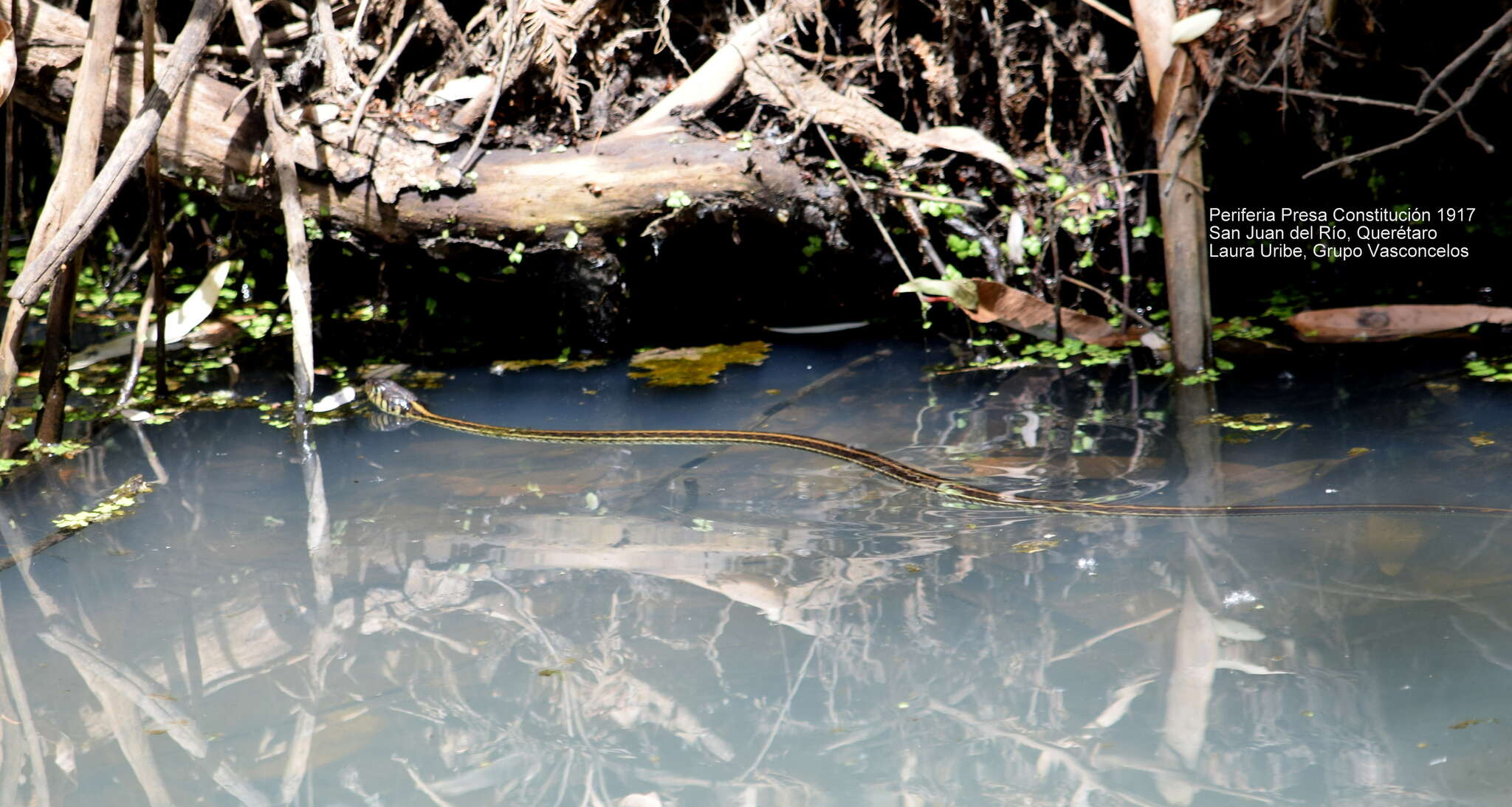 Image of Mexican Garter Snake