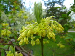 Image of Mitten tree