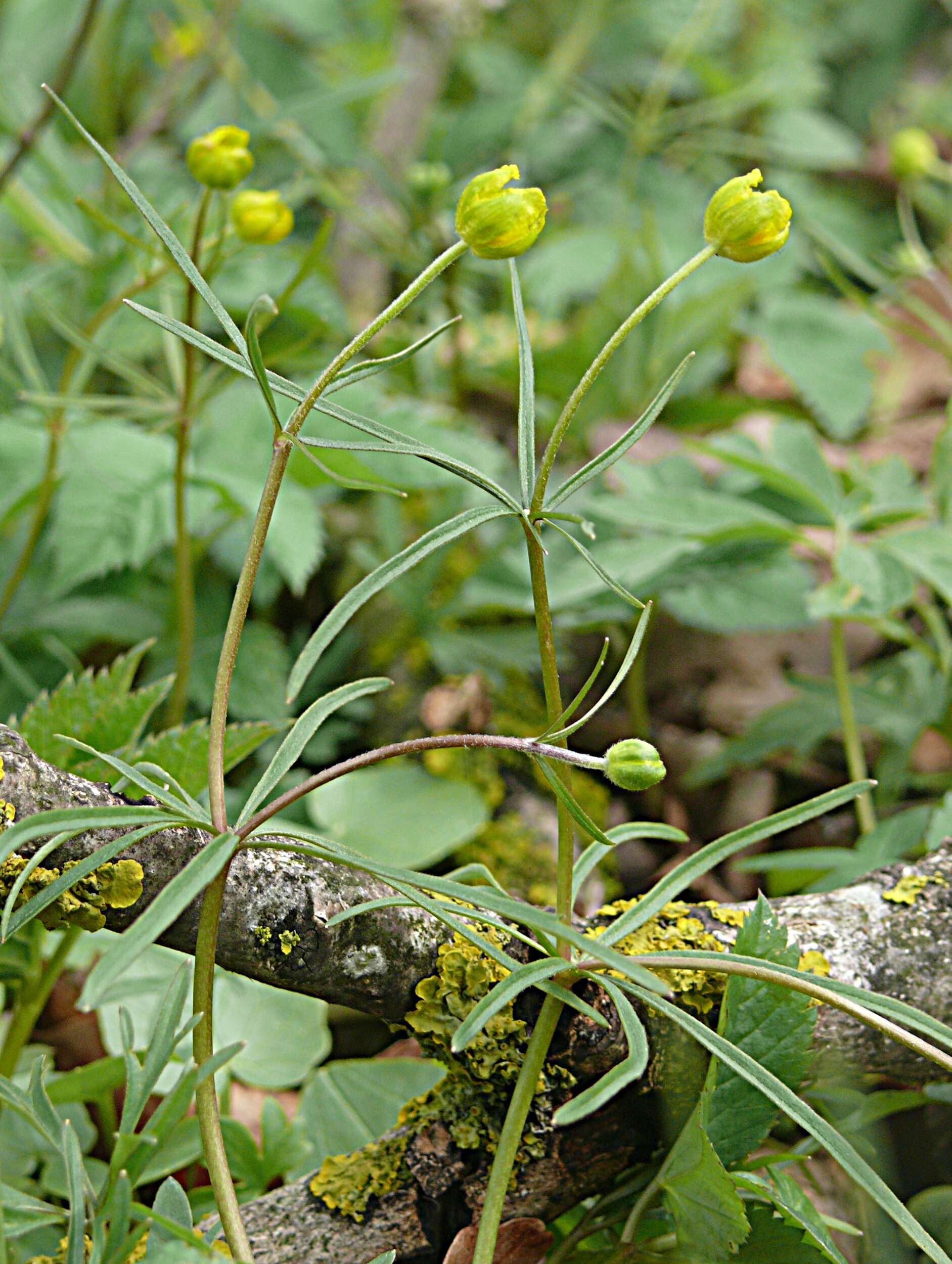 Image of Buttercup