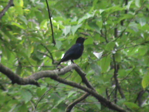 Image of Malabar Whistling Thrush