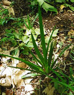 Image of Wild iris