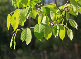 Imagem de Amelanchier arborea (Michx. fil.) Fern.