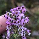 Image of Erica bicolor Thunb.