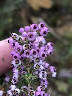 Image of Erica bicolor Thunb.