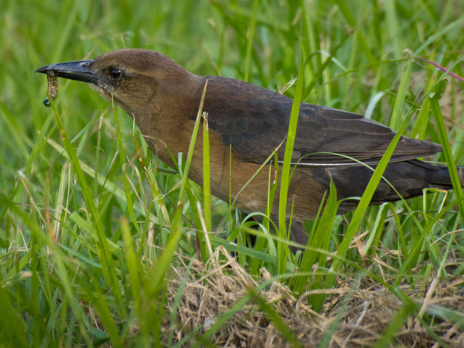 Image of Boat-tailed Grackle