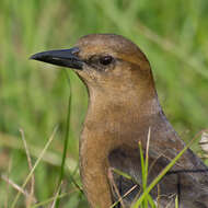 Image of Boat-tailed Grackle