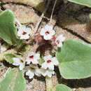 Image of smallflower sandverbena