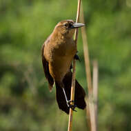 Image of Boat-tailed Grackle