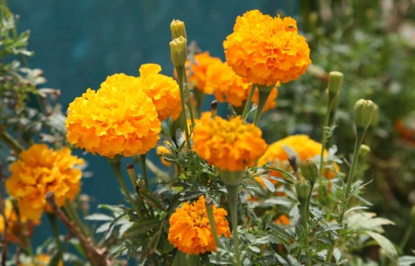 Image of French marigold