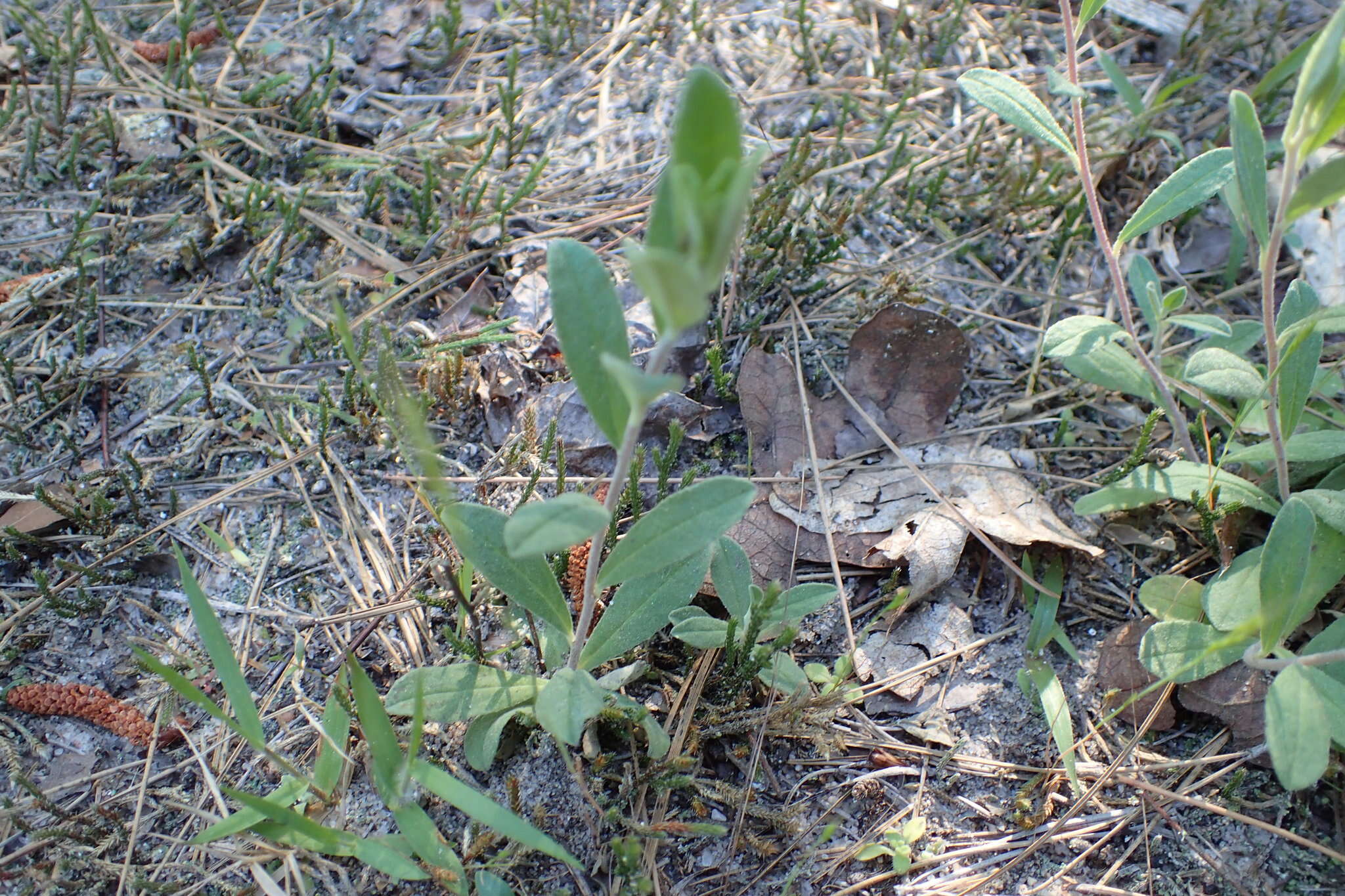 Image of Georgia frostweed