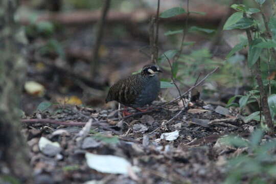 Image of Taiwan Hill Partridge