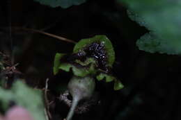 Image of Asarum hypogynum Hayata