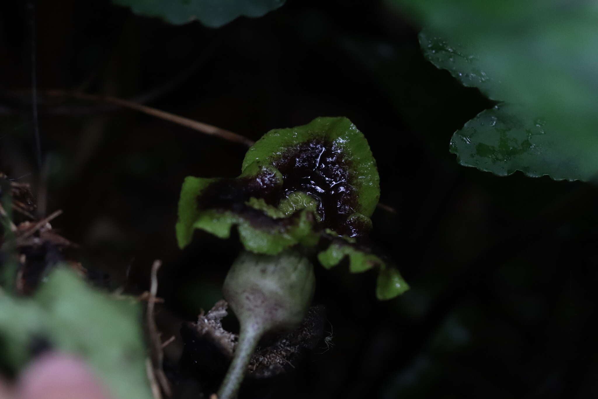 Image of Asarum hypogynum Hayata