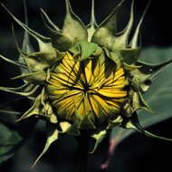 Image of common sunflower