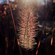 Imagem de Pennisetum alopecuroides