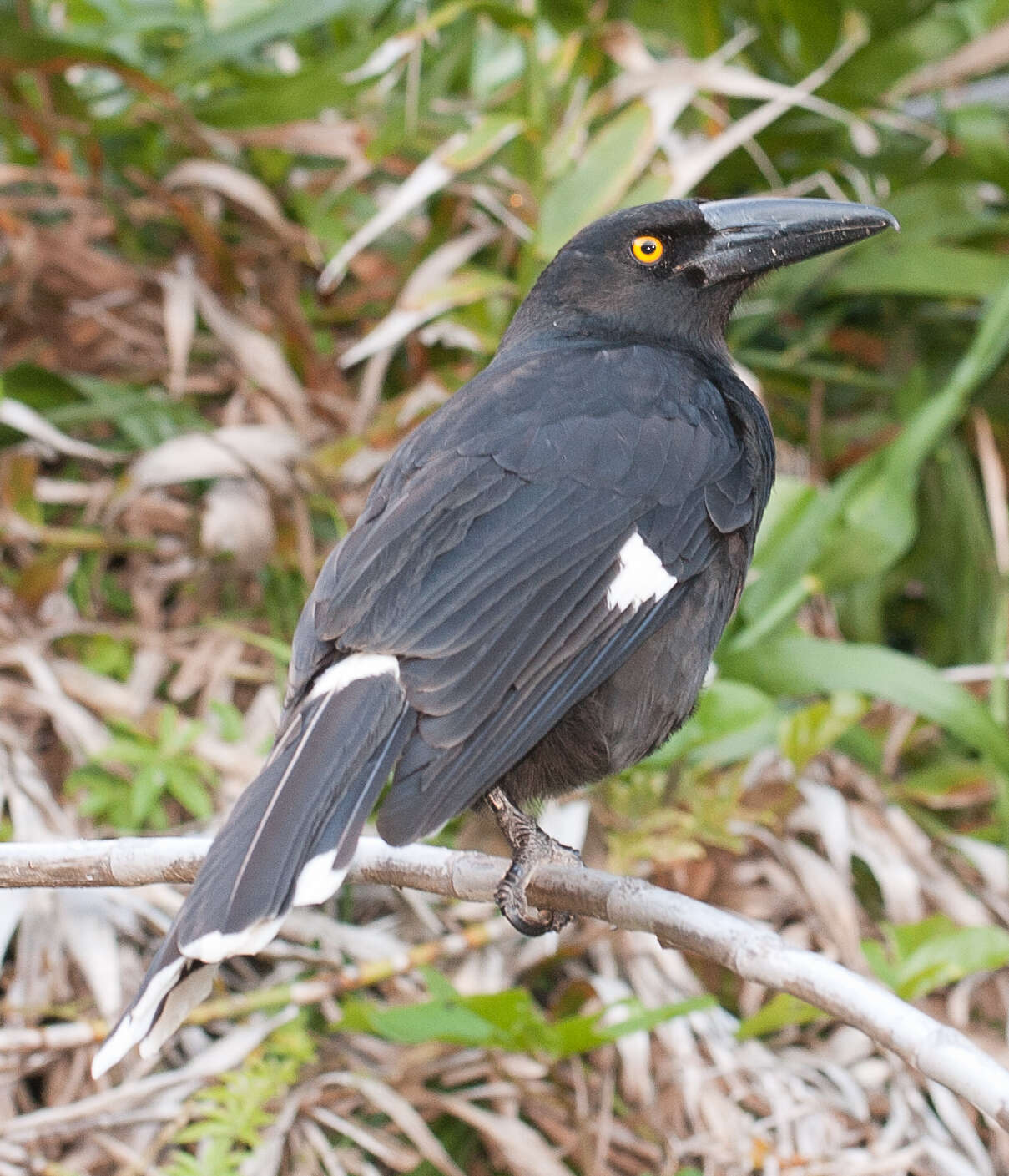 Image of Lord Howe currawong