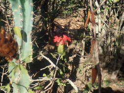 Image of Crossandra humbertii Benoist