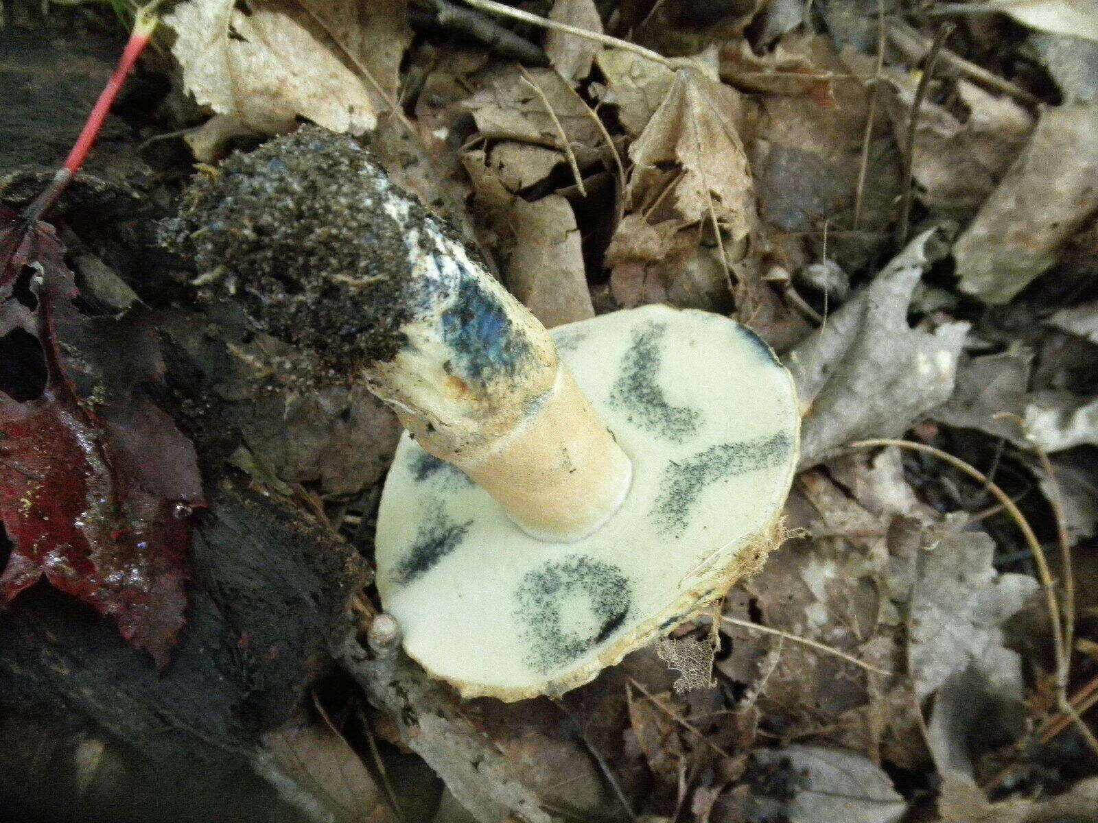 Image de Bolet bleuissant