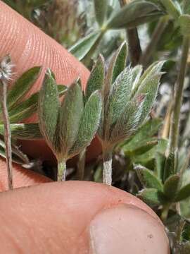 Image of crowded lupine