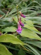 Image of spring pea