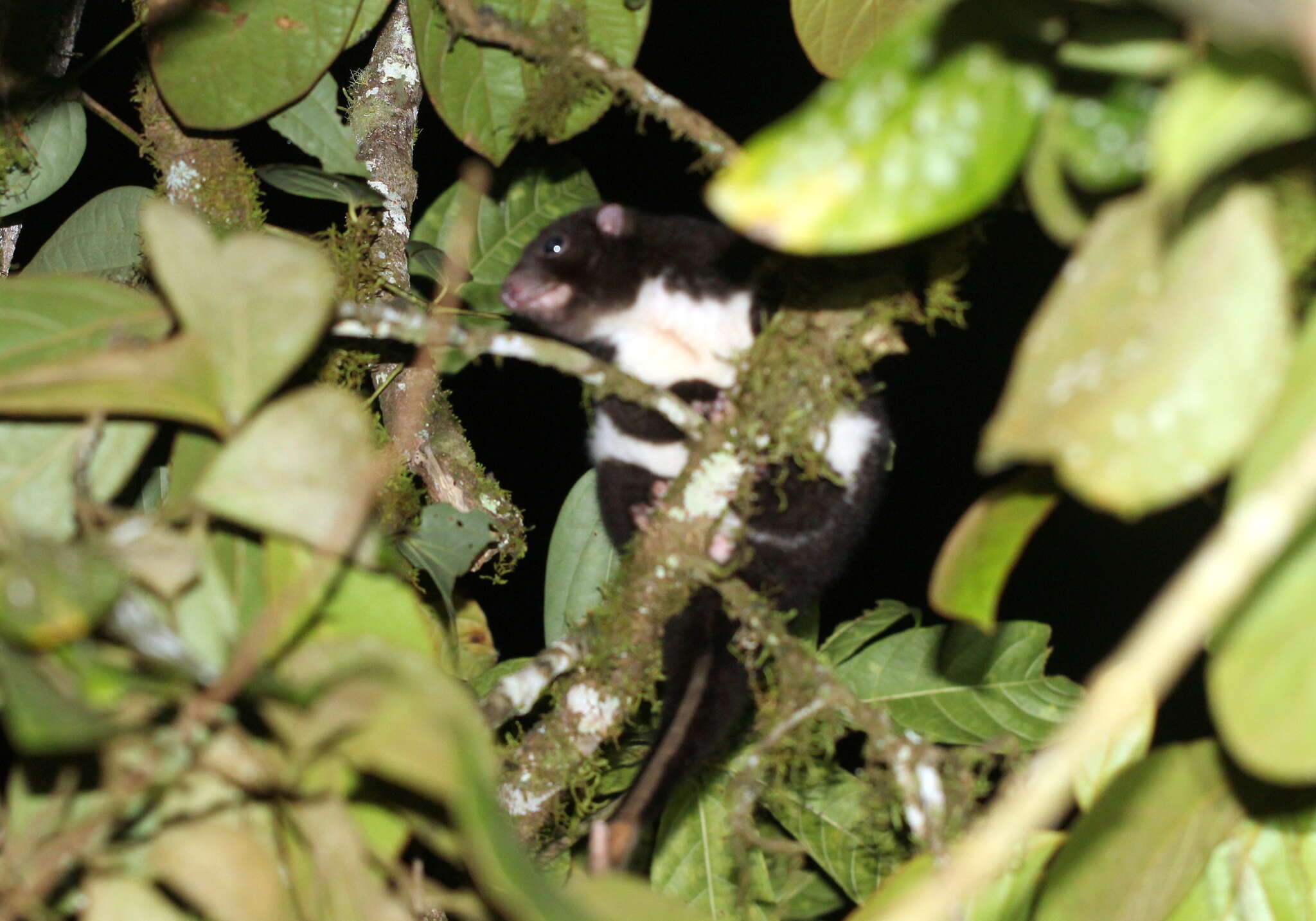 Image of Herbert River Ringtail Possum